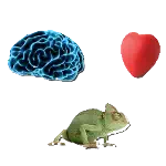 centres-enneagramme-150 La théorie des 3 centres de l'ennéagramme