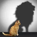 Le piège du transfert dans un accompagnement avec l'ennéagramme